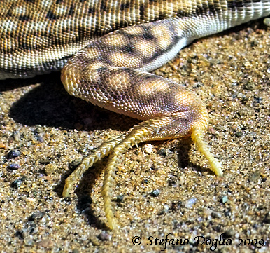 Acanthodactylus dumerili